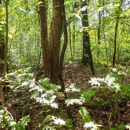 Cozy W Sauna And Bbq * Hattemerbroek