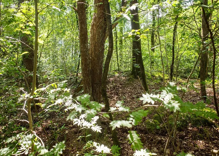 Cozy W Sauna And Bbq * Hattemerbroek