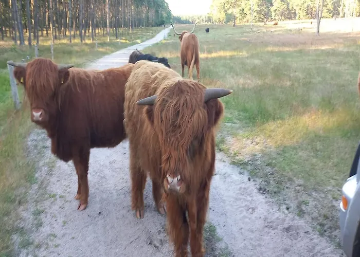 Cozy W Sauna And Bbq Hattemerbroek